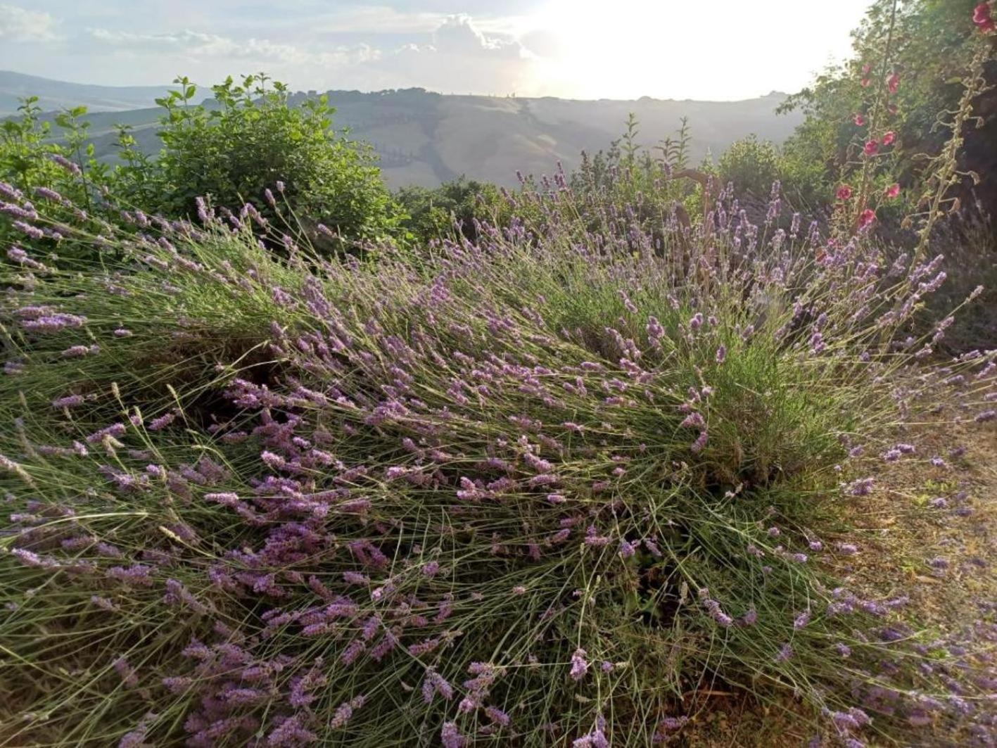 Casa Asilo La Foce, Val D' Orcia, Pienza. Pienza